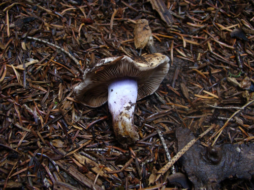 Cortinarius-mucifluoides-Rob.-Henry-f.-mucifluoides-DSC05091