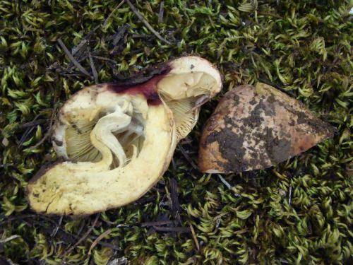 Cortinarius-odorifer-Britzelm.-DSC03541