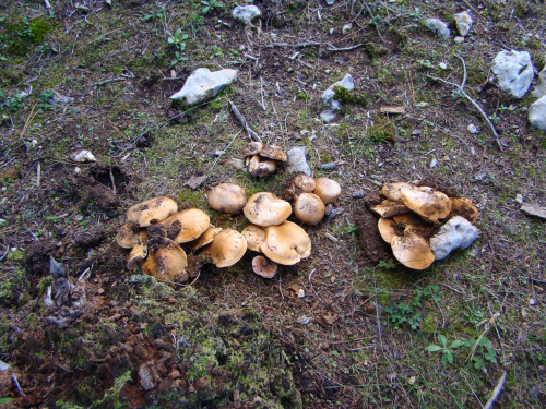 Cortinarius-splendens-Rob.-Henry-subsp.-meinhardii-Bon-Brandrud-Melot-DSC03104