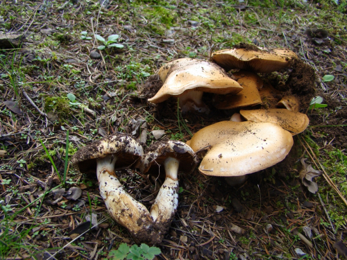 Cortinarius-splendens-Rob.-Henry-subsp.-meinhardii-Bon-Brandrud-Melot-DSC03105