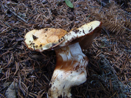 Cortinarius-splendens-Rob.-Henry-subsp.-meinhardii-Bon-Brandrud-Melot-DSC03174