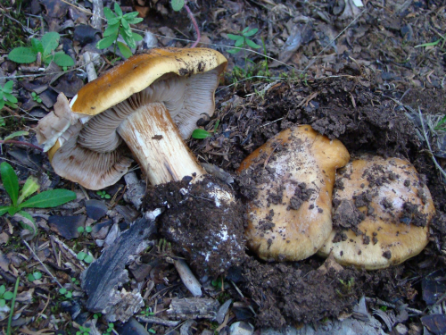 Cortinarius-splendens-Rob.-Henry-subsp.-meinhardii-Bon-Brandrud-Melot-DSC03182