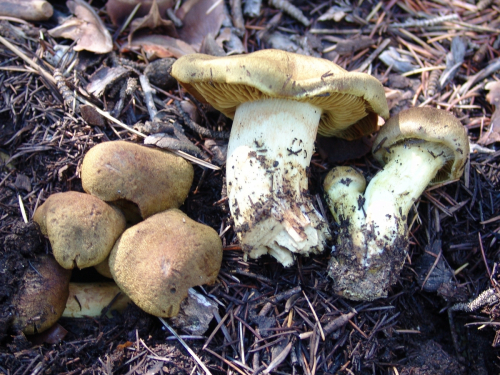 Cortinarius-venetus-Fr.-Fr.-var-montanus-M.M.-Moser-DSC02007