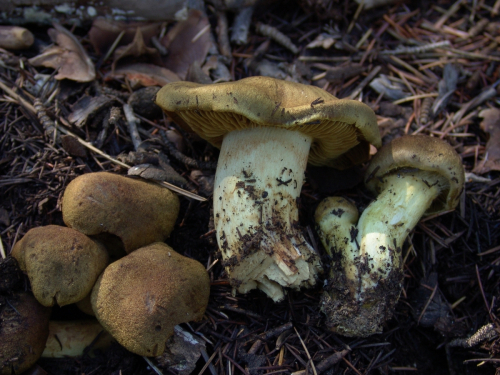 Cortinarius-venetus-Fr.-Fr.-var-montanus-M.M.-Moser-DSC02008