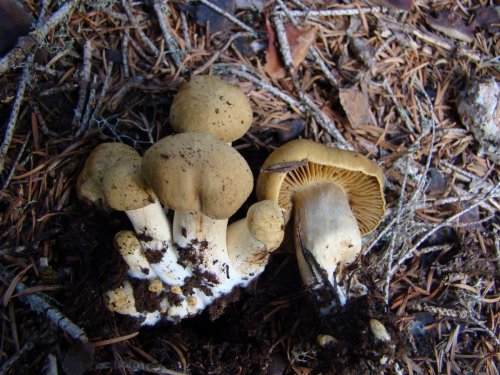 Cortinarius-venetus-Fr.-Fr.-var-montanus-M.M.-Moser-DSC03192