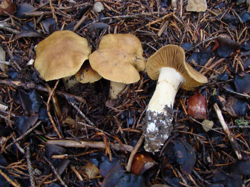Cortinarius-venetus-Fr.-Fr.-var-montanus-M.M.-Moser-DSC03361