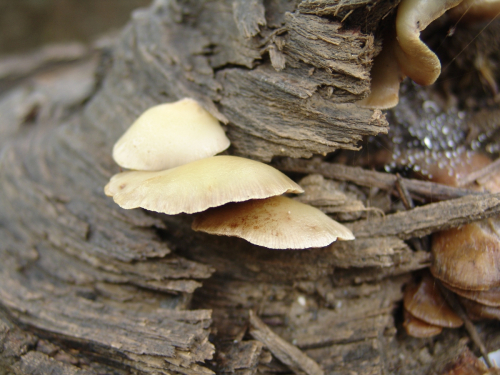 Crepidotus-caspari-Velen.-var.-caspari-DSC02982