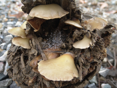 Crepidotus-caspari-Velen.-var.-caspari-DSC02983