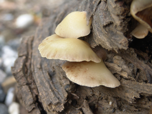 Crepidotus-caspari-Velen.-var.-caspari-DSC02984