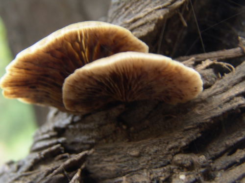 Crepidotus-caspari-Velen.-var.-caspari-DSC02985