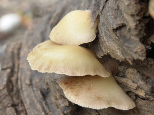 Crepidotus-caspari-Velen.-var.-caspari-DSC02986