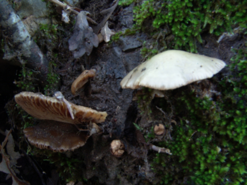 Crepidotus-mollis-Schaeff.-Staude-DSC03194