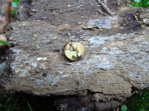 Crucibulum-laeve-Huds.-Kambly-DSC00218