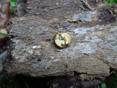 Crucibulum-laeve-Huds.-Kambly-DSC00219