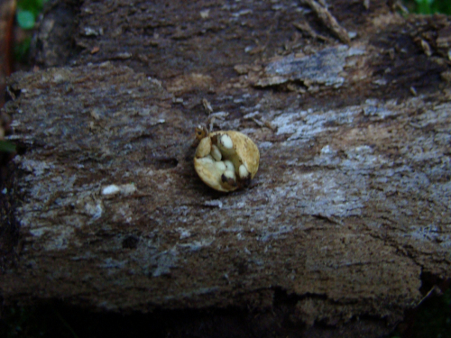 Crucibulum-laeve-Huds.-Kambly-DSC0022