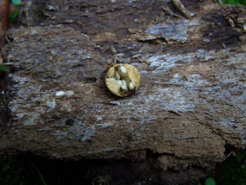 Crucibulum-laeve-Huds.-Kambly-DSC00220