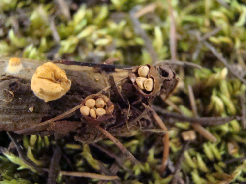Crucibulum-laeve-Huds.-Kambly-DSC03555
