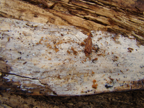 Crustoderma-corneum-Bourdot-Galzin-Nakasone-DSC04583