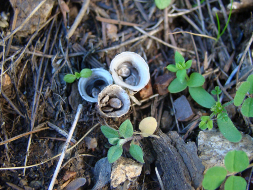 Cyathus-olla-Batsch-Pers.-DSC03707