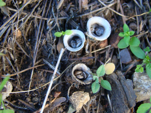 Cyathus-olla-Batsch-Pers.-DSC03708