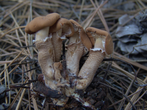 Cystoderma-amianthinum-Scop.-Fayod-DSC03314