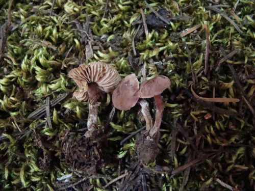 Cystoderma-superbum-Huijsman-DSC03560