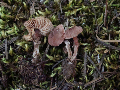 Cystoderma-superbum-Huijsman-DSC03561