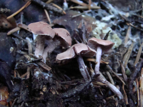 Cystoderma-superbum-Huijsman-DSC03829