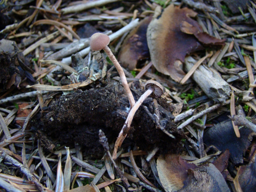 Cystoderma-superbum-Huijsman-DSC03871
