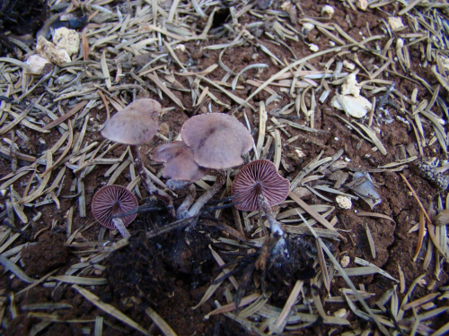 Cystoderma-superbum-Huijsman-DSC03912