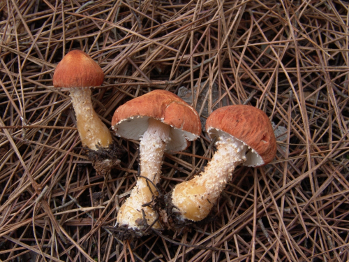 Cystodermella-cinnabarina-Alb.-Schwein.-Harmaja-DSC03101