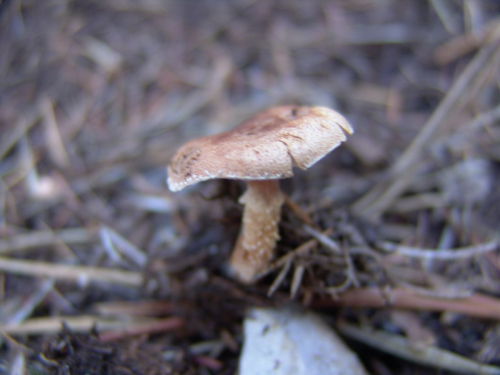 Cystodermella-granulosa-Batsch-Harmaja-DSC02042