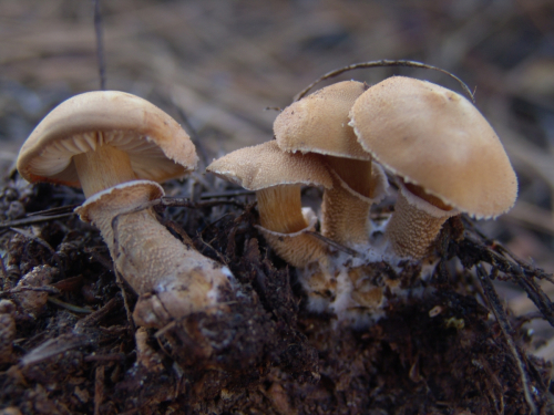 Cystodermella-granulosa-Batsch-Harmaja-DSC03285
