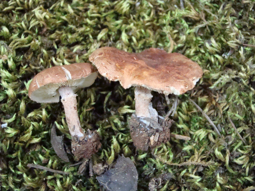 Cystodermella-granulosa-Batsch-Harmaja-DSC03509