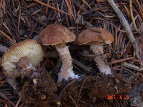 Cystodermella-granulosa-Batsch-Harmaja-DSC04956