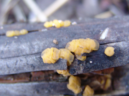 Dacrymyces-minor-Peck-DSC02033-252