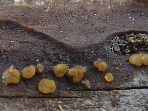 Dacrymyces-stillatus-Nees-DSC01274