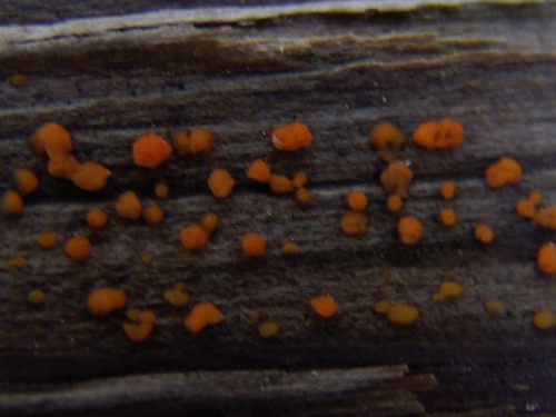 Dacrymyces-stillatus-Nees-DSC02032-252