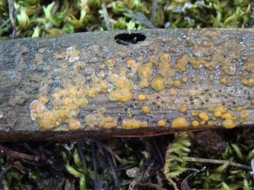 Dacrymyces-stillatus-Nees-DSC03521