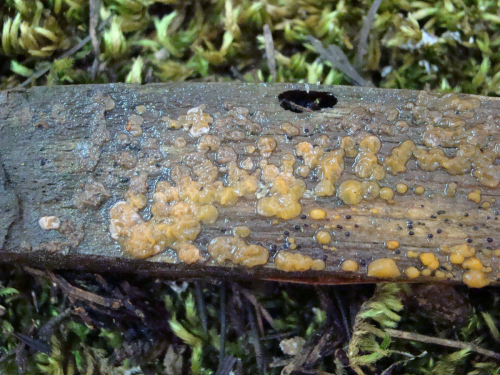 Dacrymyces-stillatus-Nees-DSC03522