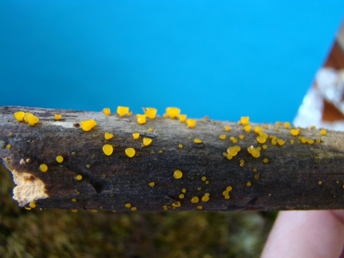 Dacrymyces-stillatus-Nees-DSC04244