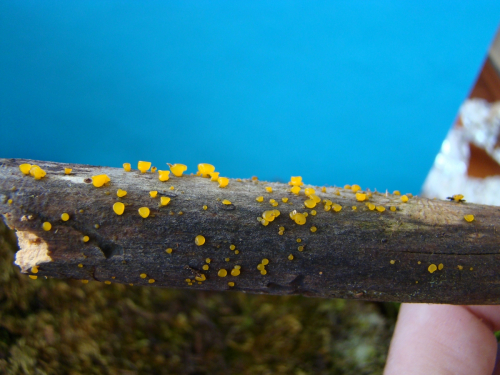 Dacrymyces-stillatus-Nees-DSC04245