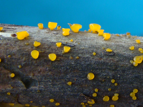 Dacrymyces-stillatus-Nees-DSC04246