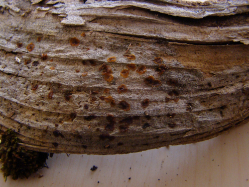 Dacrymyces-variisporus-McNabb-DSC01519