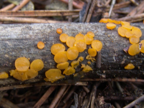 Dacrymyces-variisporus-McNabb-DSC02495