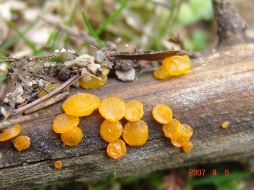 Dacrymyces-variisporus-McNabb-DSC03782
