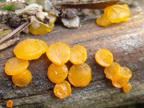 Dacrymyces-variisporus-McNabb-DSC03783