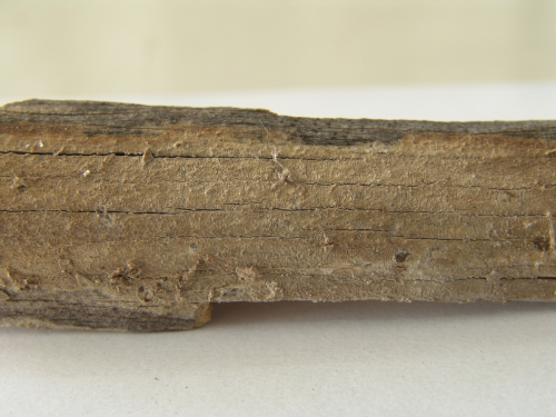 Dacryobolus-sudans-Alb.-Schwein.-Fr.-DSC02368