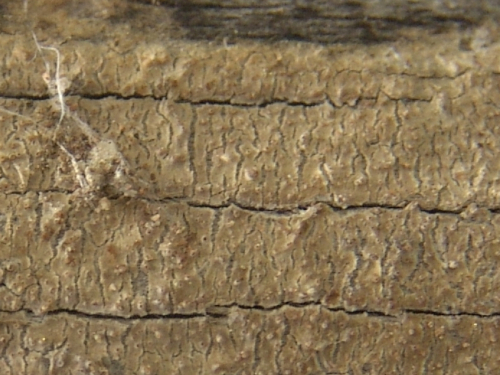 Dacryobolus-sudans-Alb.-Schwein.-Fr.-DSC02369