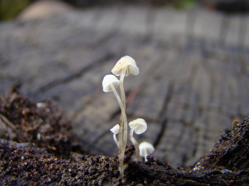 Delicatula-integrella-Pers.-Fayod-DSC03284
